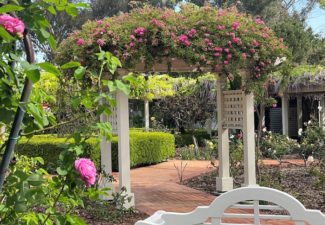 Pruning Demonstration – January 4